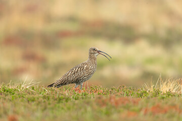 Poster - Curlew calling with beak open on natural grousemoor habitat during the nesting season.  Close up.  Scientific name: Numenius Arquata.  Facing right.  Blurred background.  Space for copy.