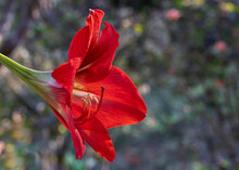 Closeup View Of Beautiful Bright Red Hybrid Amaryllis Flower Blooming Outdoor In Garden, Isolated On Natural Background With Bokeh And Copy Space