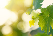 Green Grape Leaves On Abstract Summer Blurred Background With Sun And Bokeh