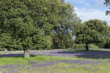 Poster - Beautiful view of the field covered with purple flowers in Extremadura, Spain