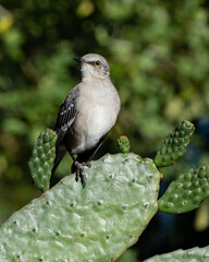 Canvas Print - Vertical shot of a wild sparrow on the cactus plant in Naples, Florida