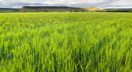 Canvas Print - Beautiful view of the green wheat field in spring. Castile and Leon, Spain.