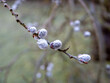 Weidenkätzchen mit Eiskristallen und Frost im Frühling