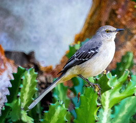 Wall Mural - Close-up shot of a beautiful Sinsonte on a cactus plant