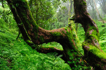 Canvas Print - Rain forest in Southeast Asia