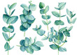Leinwandbild Motiv Eucalyptus green branches Watercolor leaves on isolated on white background.