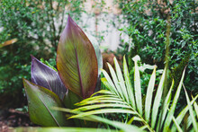 Close-up Of Palm Tree And Canna Lily Plant Outdoor In Sunny Backyard