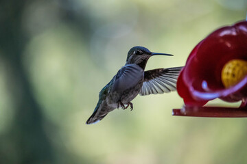 Poster - Hummingbird flying next to a decorative flower.