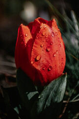 Wall Mural - vertical shot of water drops on a red tulip.