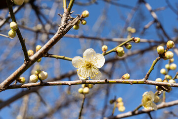 Canvas Print - white plum blossom against blue sky