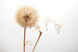 Fototapeta Przestrzenne - dandelion seeds fly from a flower on a light background. botany and bloom growth propagation.