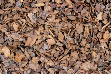 Poster - Bunch of leaves on the ground in a forest