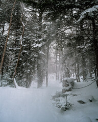 Wall Mural - Vertical shot of a forest with lush nature covered in white snow in winter