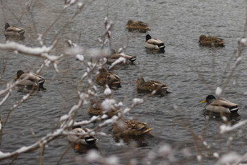 Wall Mural - Flock of ducks swimming in a lake in a winter forest during a snowfall