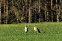 Shallow Focus Shot Of Two Egyptian Geese Standing On Grassland On A Sunny Day