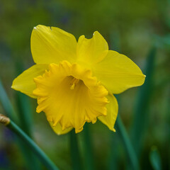 Sticker - Blooming yellow daffodil in the garden