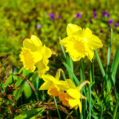 Sticker - Blooming yellow daffodils in the garden