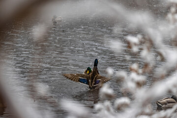 Poster - View of two ducks through the branches of trees floating on a lake in a winter forest