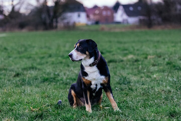 Wall Mural - Close-up shot of a beautiful Entlebucher Mountain Dog sitting on the grass outdoors