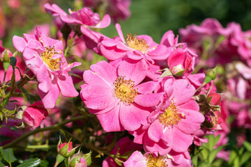 Wall Mural - close up shot of beautiful, pink, wild roses in the garden under the sunlight