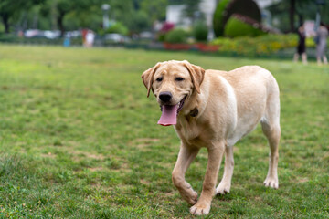 Poster - Close-up shot of a beautiful Labrador dog in the park on a sunny day