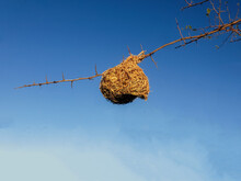 Bird Nest Hanging On A Branch With Thorns