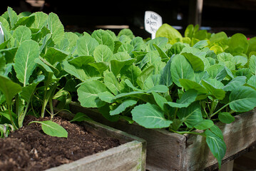 Poster - Shot of tasty green cabbage seedlings