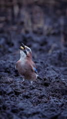 Wall Mural - Vertical shot of a funny Eurasian jay on the ground