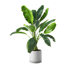 decorative banana plant in concrete vase isolated on white background. 3d rendering, illustration.