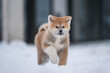 Cute akita inu puppy running through the snow on a blue background. Crazy dog	