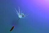 Fototapeta Dmuchawce - Floating, dandelion seed covered in dew and backlit against a blue background. Dew drop looks metallic due to reflected light. 