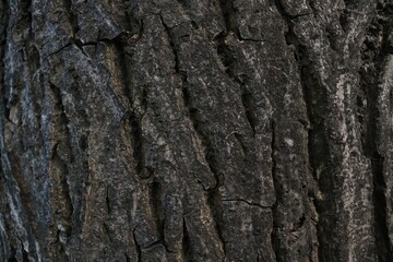 bark of a tree