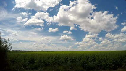 Wall Mural - Free space of Ukrainian fields. Peaceful sky and white clouds. Calm countryside landscape. 