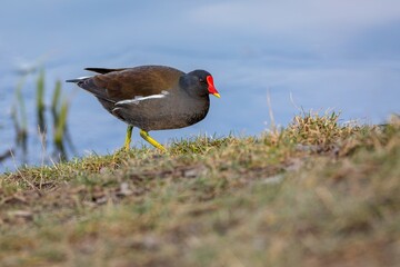 Wall Mural - The common moorhen, a black and brown bird with a red and yellow beak and green legs, foraging on dry grass. Blue water in the background. Sunny spring day by a lake.