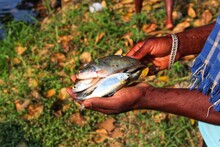 A Yound Fish Farmer Holding Lots Of Chitala Fish In Hand In Nice Blur Background