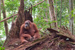 Female Orangutan in Gunung Leuser National Park (Sumatra, Indonesia)