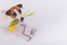A Cute Dog Lies Next To Gift Boxes And Holds In His Mouth A Bouquet Of Yellow Tulips On A White Background. Greeting Card For International Women's Day On March 8