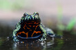 Oriental fire bellied toad, bombina orientalis, animal close-up