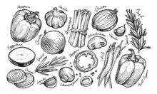 Fresh Vegetables Set Sketch. Farm Organic Food Hand Drawn Vintage Vector Illustration