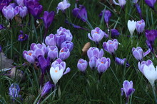 Purple White Crocuses In Grass