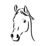 Fototapeta Konie - handdrawn of arabian horse sketch with pen in vector format. EPS 10