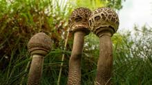 Three Closed Toadstalls,- Giant Toadstool - Macrolepiota Also Known As The Parasol Mushroom
