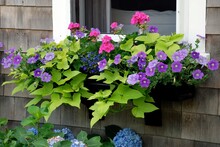 Colorful, Summer, Window Box With Pink And Purple Flowers.