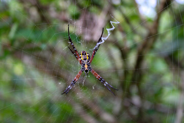 Spider