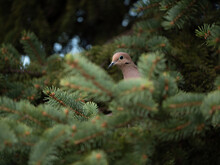 Mourning Dove Hidden In A Tree
