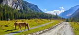 Fototapeta Konie - Grazing horses in the Austrian Alps in the Habach Valley. Salzburg Land.