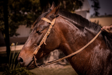 portrait of a horse