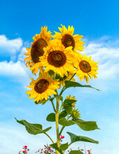 A Beautiful Cluster Of Sunflower Flowers Stands Tall Backed By A Cloudy Blue Summer Sky.