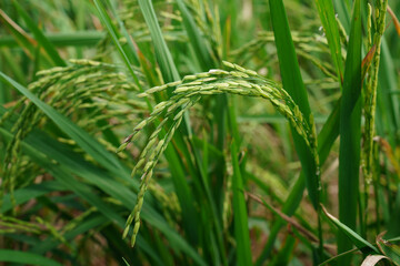 Wall Mural - The ears of rice and the rice fields in the green fields