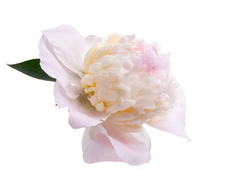 Sticker - peony flower isolated